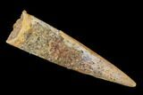 Fossil Pterosaur (Siroccopteryx) Tooth - Morocco #140699-1